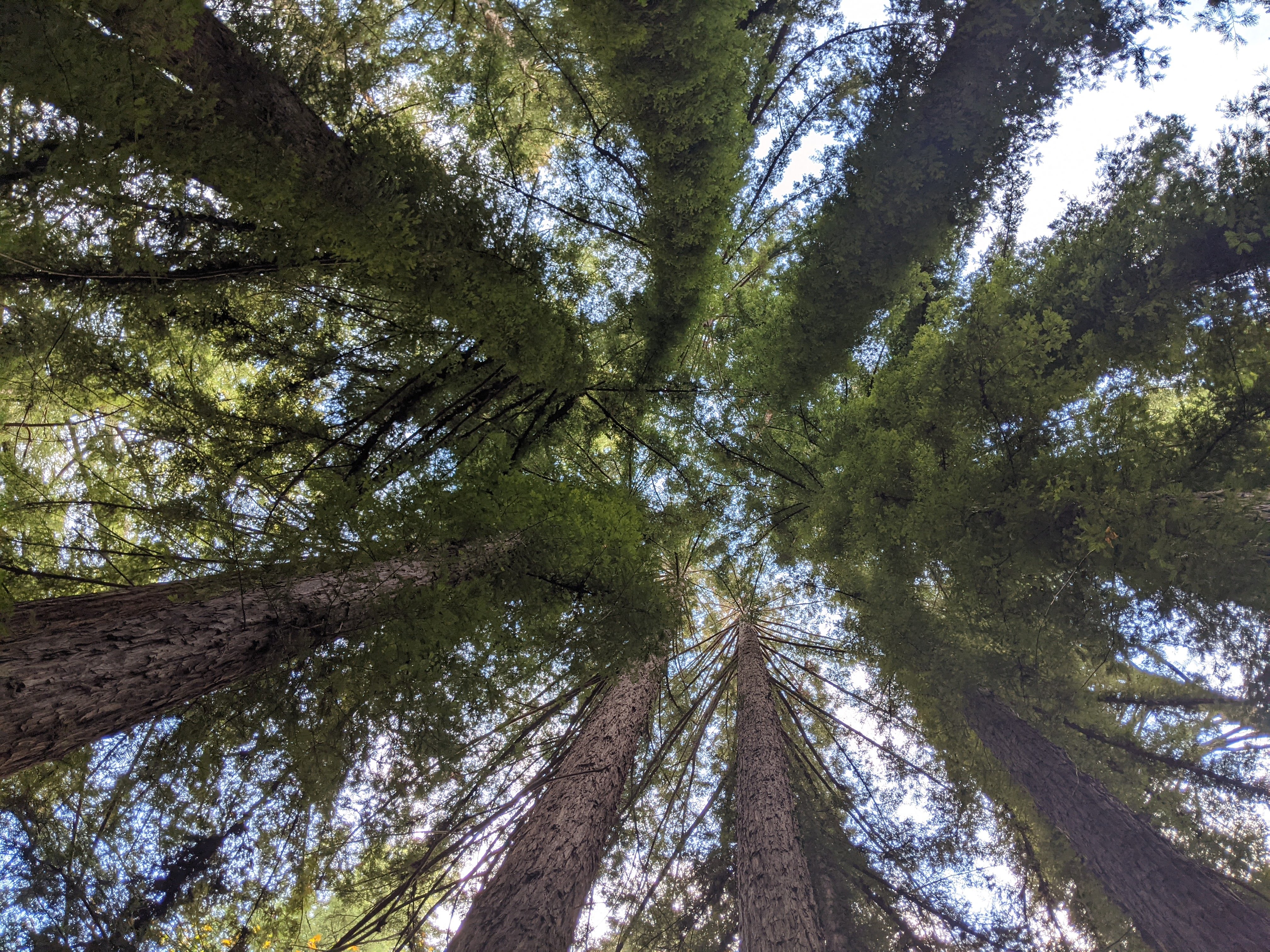 /assets/images/redwood_ring.jpg